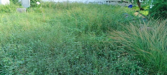 Focos de dengue e alta vegetação: Pais reclama de condições em Escola Municipal no bairro Jardim Acácia