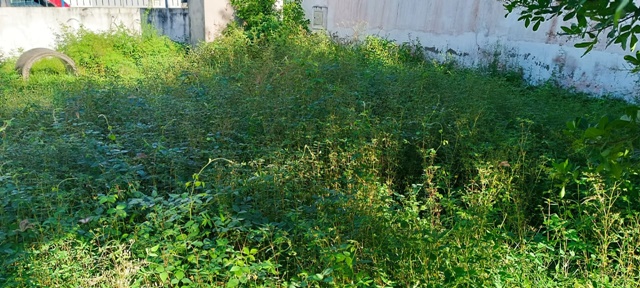 Focos de dengue e alta vegetação: Pais reclama de condições em Escola Municipal no bairro Jardim Acácia