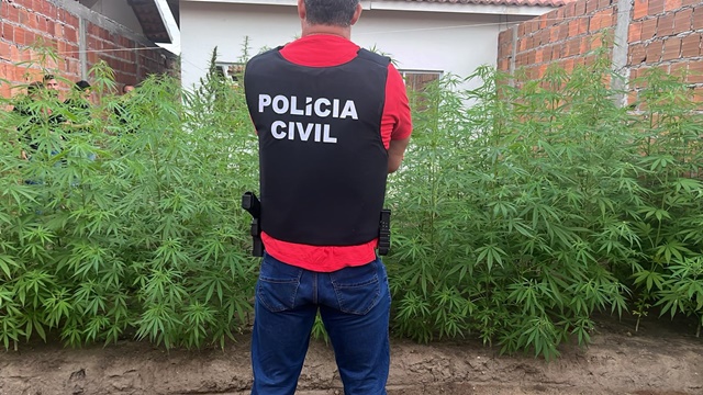 Plantação de Maconha