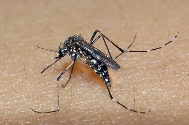 Dengue