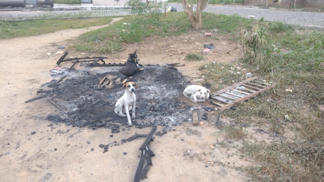 Casa de animais abandonados é incêndiada