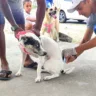 campanha de vacinação cães e gatos centro de zoonoses