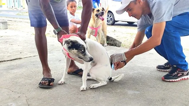 campanha de vacinação cães e gatos centro de zoonoses 